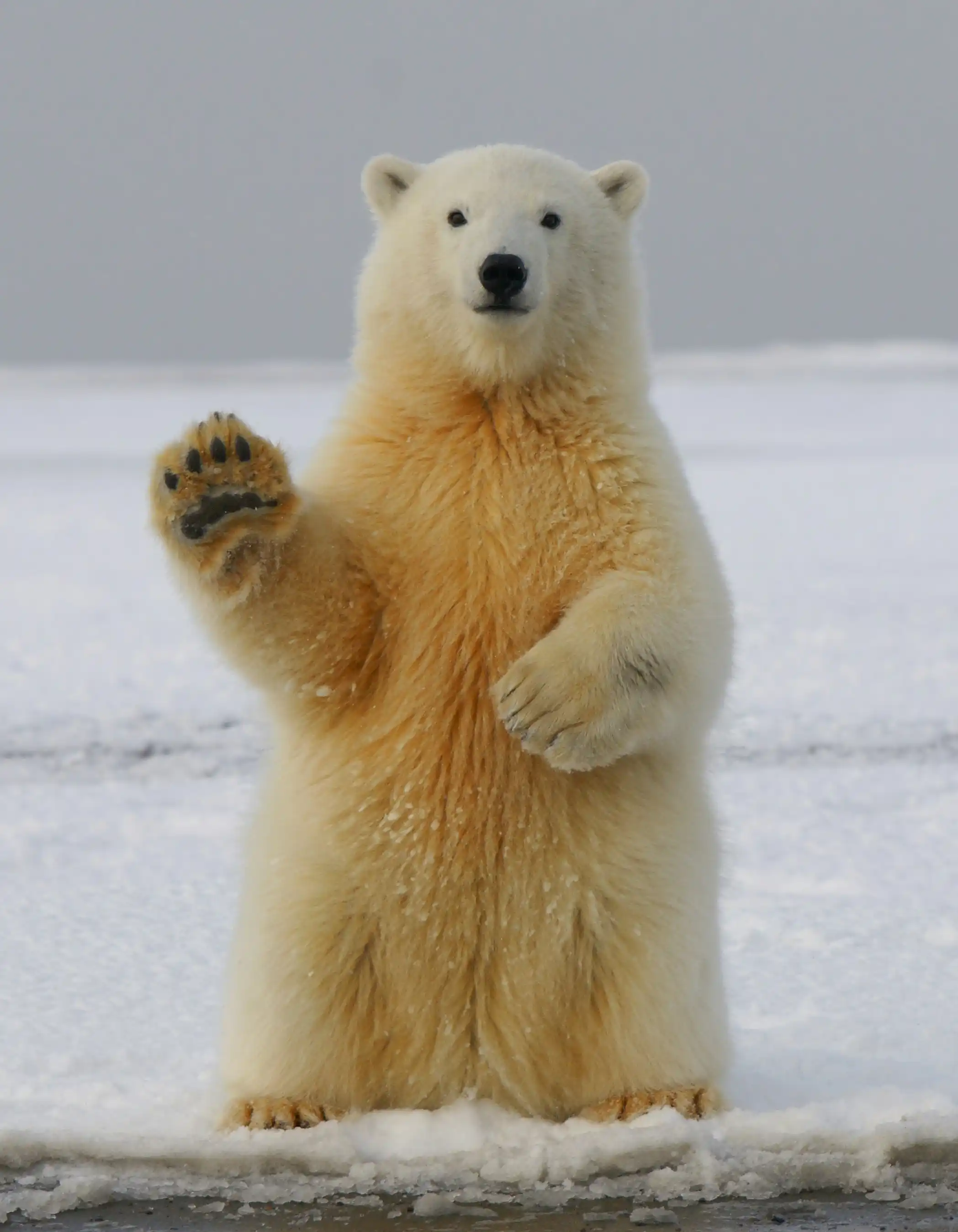 polar